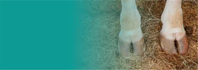 Обрезка копыт коровам при болезни Мортелларо - YouTube