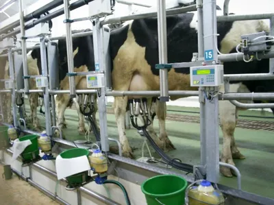 В хозяйствах Якутии проводится профилактика болезней сельскохозяйственных  животных