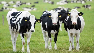 Как ухаживать за копытами молочных коров
