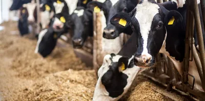 Ранцевый опрыскиватель для коровьих копыт упрощает борьбу с пальцевым  дерматитом — АгроXXI
