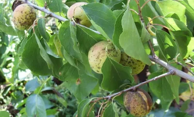жвачка на поврежденной коре абрикосового дерева. лечение жвачки Стоковое  Фото - изображение насчитывающей садовничать, ушиб: 240241570