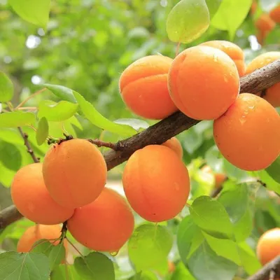 Защита абрикоса от монилиоза | Аптека садовода