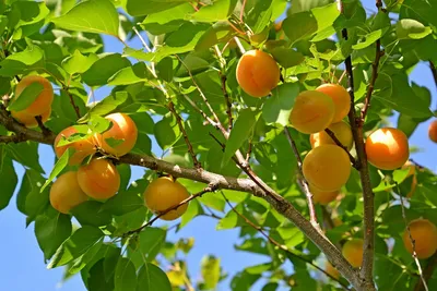 жвачка на поврежденной коре абрикосового дерева. лечение жвачки Стоковое  Фото - изображение насчитывающей расти, садовничать: 241479340