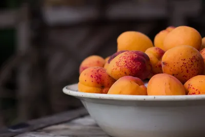 Выращивание абрикосов | German Baturin | Дзен