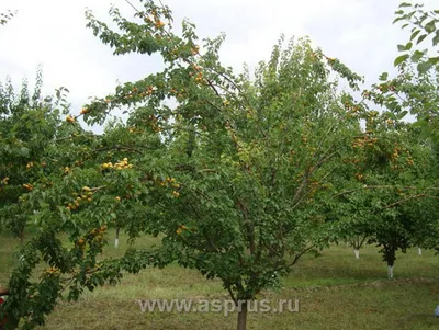 Болезни коры деревьев (цитоспороз, чёрный рак) трутовики - Сторінка 18 -  форум-виноград