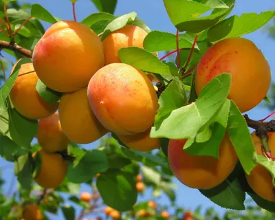 Технология выращивания абрикоса (продолжение) | АППЯПМ