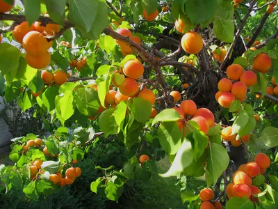 Выращивание абрикосов | German Baturin | Дзен