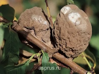 Основные вредители и болезни персика | АППЯПМ