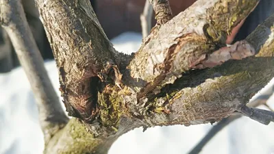 Симптомы болезни деревьев и методы их лечения в Московской области