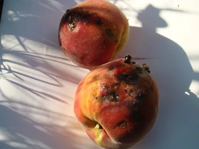 Опасные болезни персика во влажных субтропиках Черноморского побережья  Кавказа | Живой Сочи