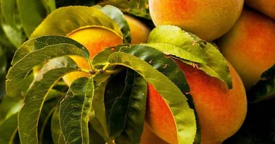 Болезни и вредители персикового дерева | Блог GreenMarket - Вдохновляем