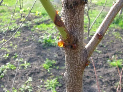 Болезни персика и их лечение, борьба с вредителями дерева, уход для  профилактики + фото