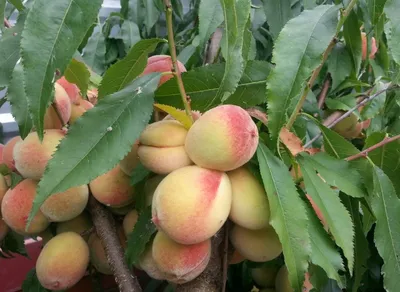 Натуральный растительный экстракт персика для продуктов питания здоровья -  Китай Экстракт персика, персиковый гум