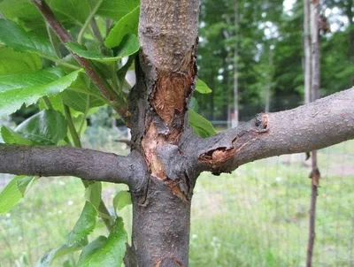 Болезни и вредители персика, коры: описание с фотографиями, борьба с ними и  способы лечения