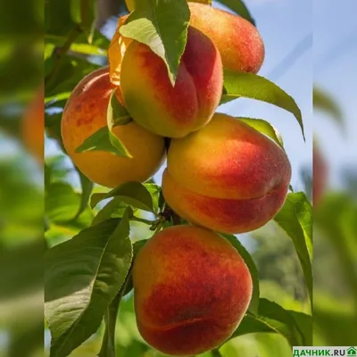 Персик весной Как лечить камедетечение из ран на персике - YouTube