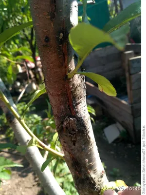 Черный рак-опасное заболевание плодовых деревьев