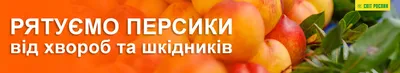 Методы борьбы с клеем на персике - Agro-Market
