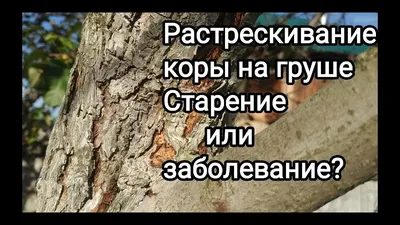 Персик колоновидный: описание, посадка и агротехника ухода | Дачник.RU |  Дзен