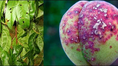 Спасаем персик: 12 основных болезней и вредителей, а также способы борьбы с  ними | AgroMarket интернет магазин семян