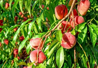 Почему трескается кора на груше- старение коры или заболевание?/Why does  the bark of a pear crack? - YouTube