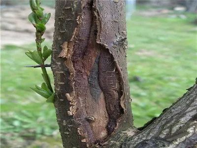 Лечение коры деревьев