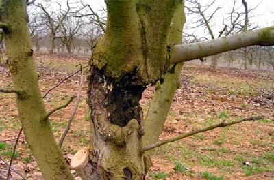 Болезни плодовых деревьев в саду. Ущерб, нанесенный грибку Apple Стоковое  Фото - изображение насчитывающей хобот, заболевание: 175341974