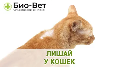 Экзема у кошек — признаки, виды, особенности лечения