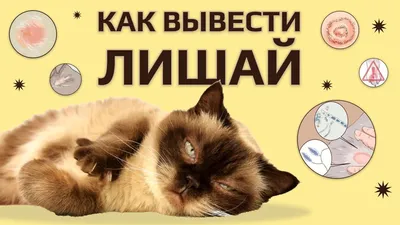 Кошка чешется 🐱 – причины зуда у котов, лечение и профилактика