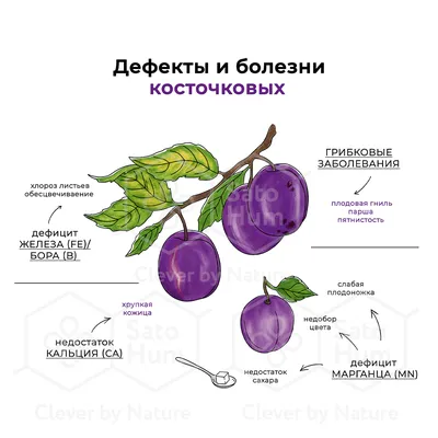 Монилиоз – опасная угроза для вишни - ФГБНУ ВНИИСПК