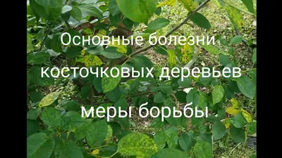 Монилиоз косточковых культур и курчавость листьев персика » Абинское  городское поселение