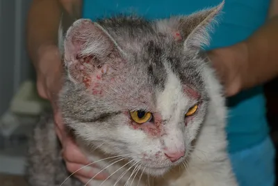 Лечение заболеваний кожи Веда Фитоэлита \"Чистая кожа\" для кошек - «Кот  просто ожил!!!» | отзывы