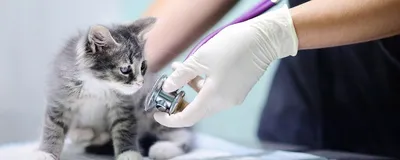 Alfavet - Кожные заболевания у кошек: 🐱🏥🐱 Кожные заболевания животных –  частая проблема владельцев. Любое изменение в рационе питомца, уходе,  условиях содержания может негативно сказаться на состоянии его кожи и  шерсти. Многие