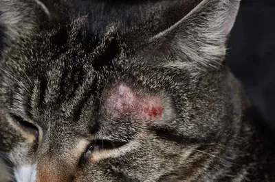У домашней кошки диагностирован микоз. Чем опасно заболевание для  владельцев питомца?