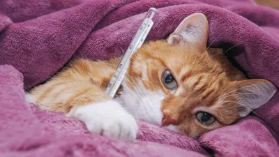 Симптомы и лечение мозжечковой атаксии у кошек