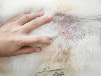 Жирная шерсть у кошки - Кожа вашей кошки - Дуксо S3 RU