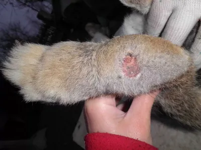 Болезни кожи у кроликов фото фото