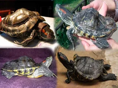 Болезни красноухих черепах: симптомы, белые пятна на панцире, отслаивается  панцирь, опухли глаза