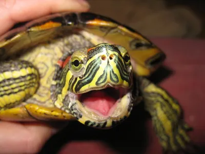 Закрытые глаза у красноухой черепахи - 72 фото