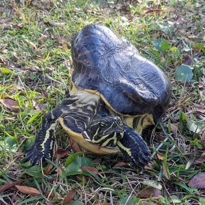 Как умирают домашние черепахи | Последствия плохого содержания