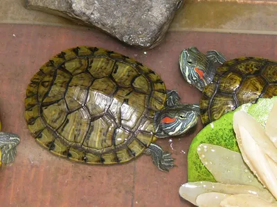 Болезни черепах, как предотвратить заболевания - Рептилии обзор на Gomeovet