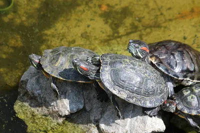 Аквариум для красноухой черепахи | Подводный мир