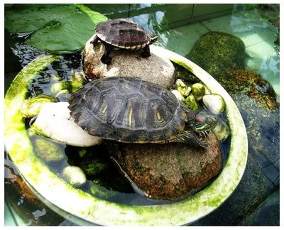 Домашние черепахи могут заразить владельца сальмонеллезом | Ветеринария и  жизнь