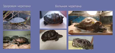 Красноухая черепаха / Trachemys scripta - «Прожила у нас красноушка около  15 лет, и до сих пор, думаю жива и здорова. Очень быстро растут, требуют  большой аквариум и уход. (+ фото)» | отзывы