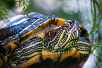 Красноухие черепахи :: Статьи об аквариумистике :: Акватрейд