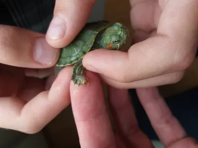 Про условия содержания красноухой черепахи дома | Пикабу