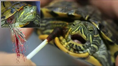 Лечение ран и повреждений кожи красноухой черепахи. Что делать если  сломался коготь у черепахи - YouTube