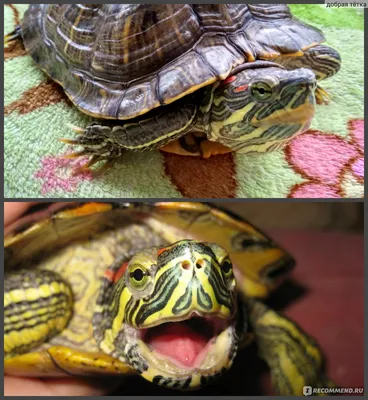 Красноухая черепаха в домашних условиях: содержание, уход, кормление,  фото-видео обзор