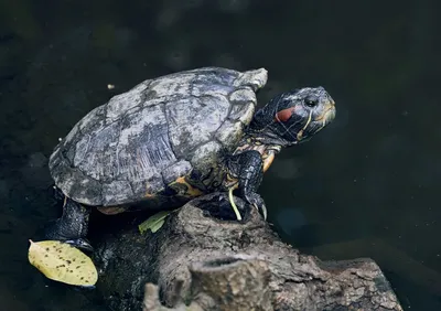 Эволюционное превосходство черепах