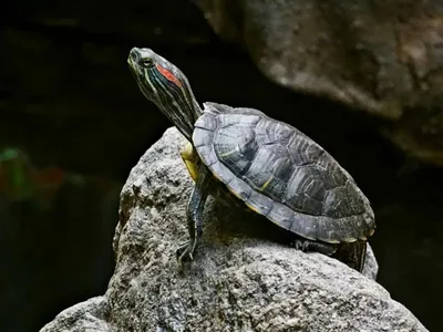 Закрытые глаза у красноухой черепахи - 72 фото