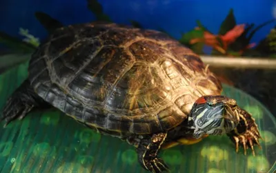 Сколько по времени красноухая черепаха может прожить без еды и почему она  не ест?